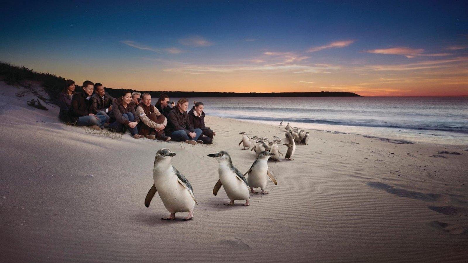 Phillip Island Penguin Parade