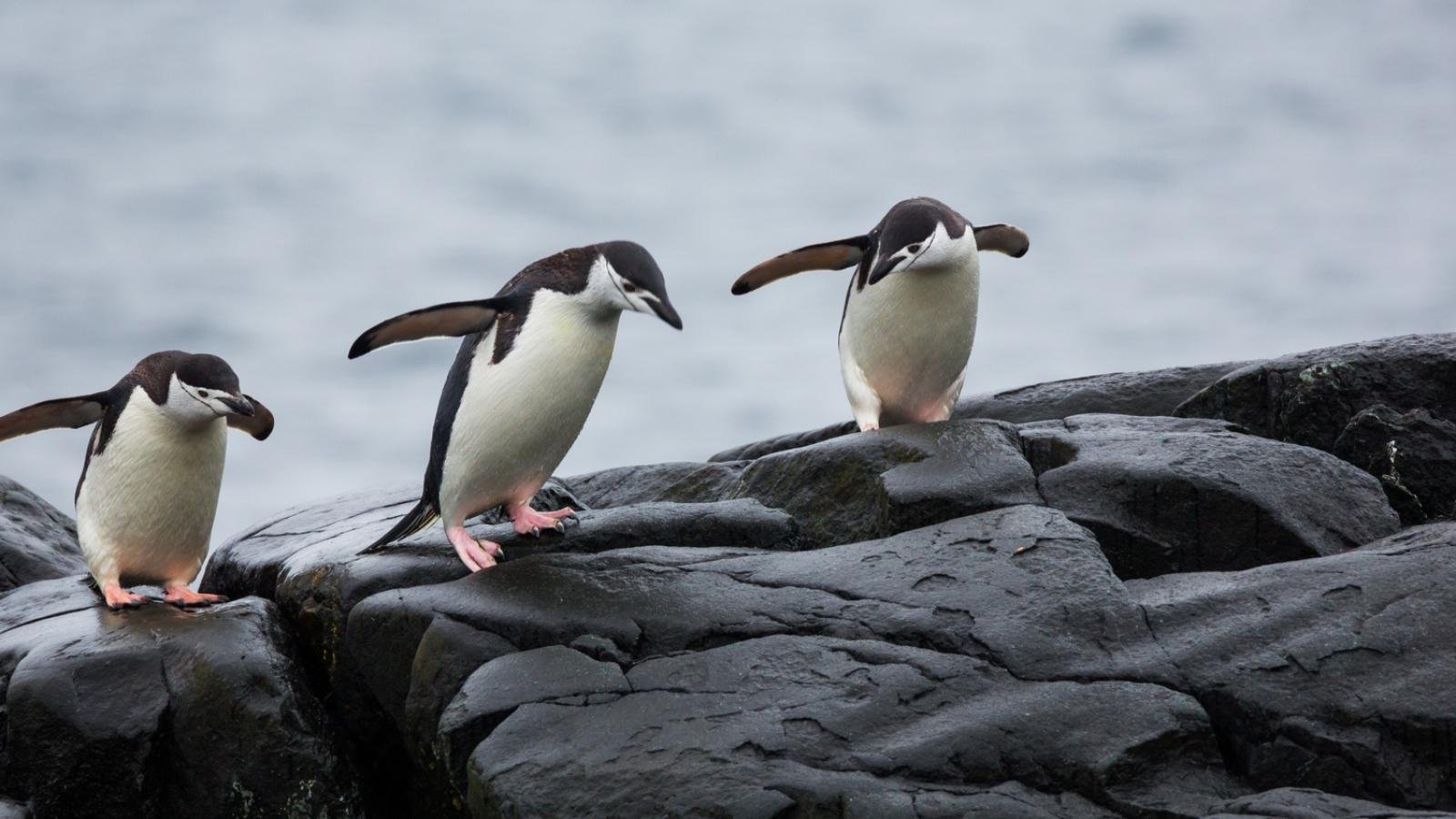 Safe & Comfortable Phillip Island Bus Charter | Vride